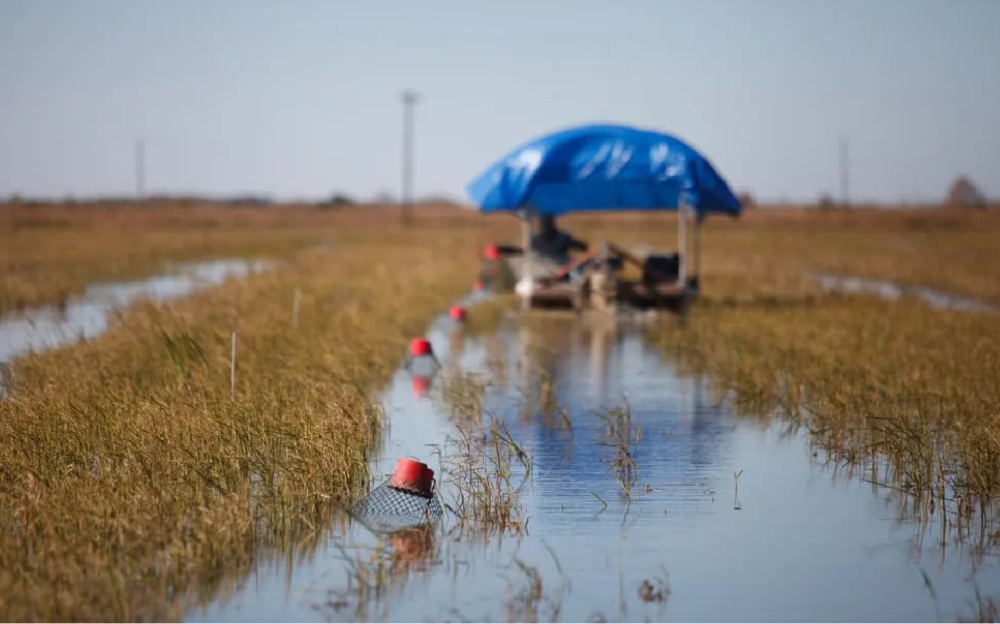 A Season That Defines Louisiana